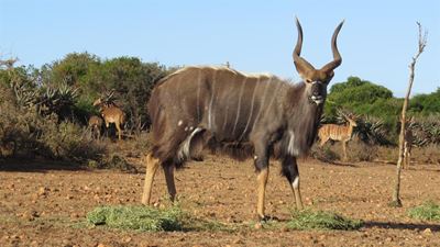 Wildveiling se omset oortref R2 miljoen