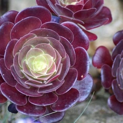 Spectacular succulents for the garden