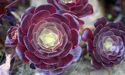 Spectacular succulents for the garden