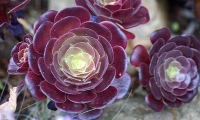 Spectacular succulents for the garden