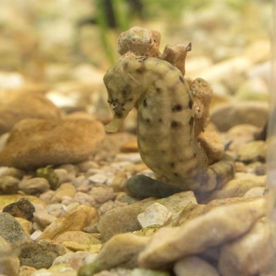 There is life beneath Knysna's favourite playground