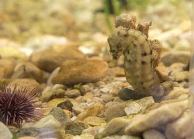There is life beneath Knysna's favourite playground