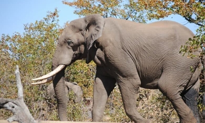 Fatal KNP elephant attack: Man tried to save grandchildren – witness