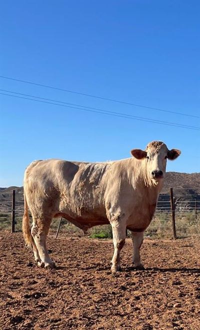 Geelos haal R44 000 op veiling