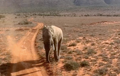 Elephant saved from death at Mount Camdeboo