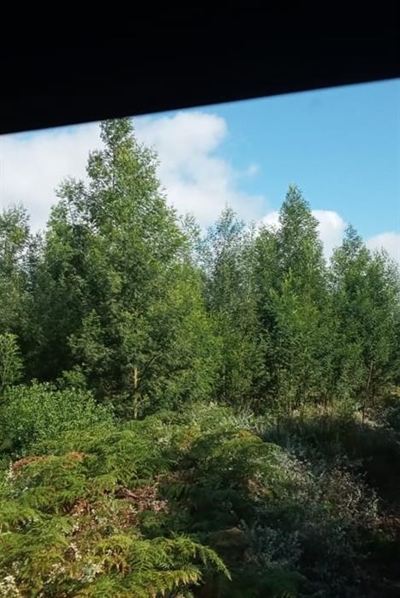 Concern over invading black wattle