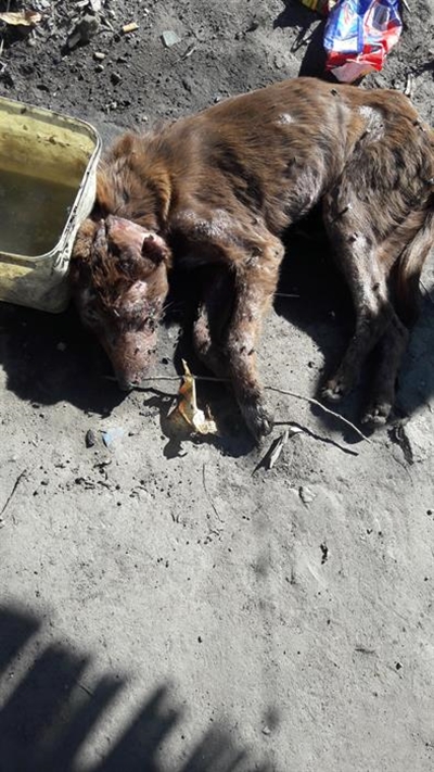 Woman arrested for savagely beating dog