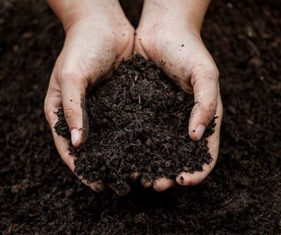 Celebrating the vital role of healthy soils in food security
