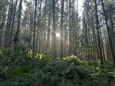 Off to the woods we go