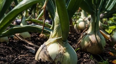 Hi-tech onion business delivering 200t a day!