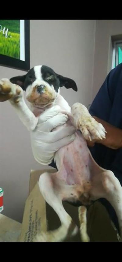 Distemper still rife in Southern Cape