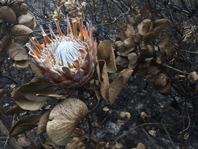 Recent fynbos fires – what’s cooking?