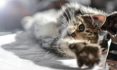 How to groom your cat