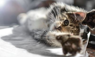 How to groom your cat