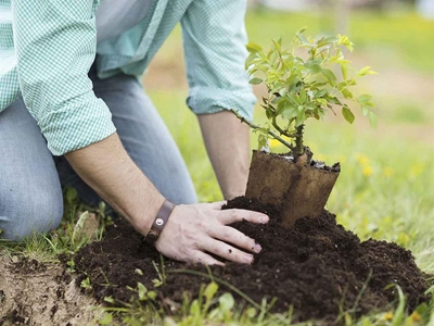 Garden design for new homeowners