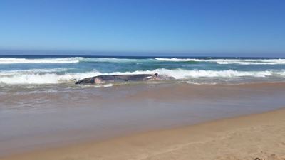 Whale carcass stranded at Glentana