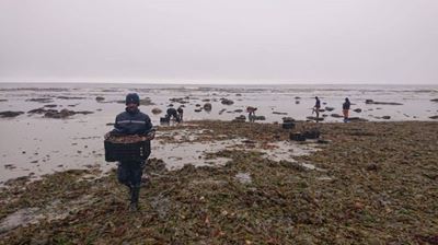 Coastal communities urged not to collect dead fish