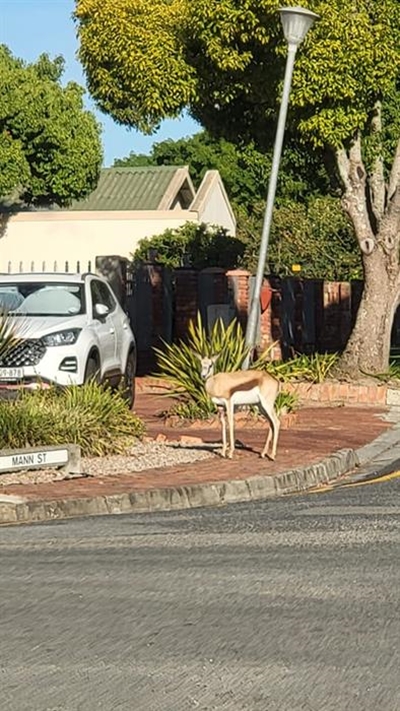 Bok, hier is 'n bok in die straat