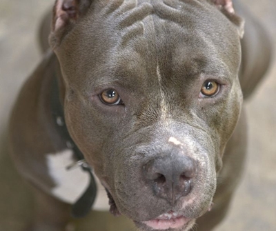 Murder parolee loses an eye in pitbull attack in Durban North
