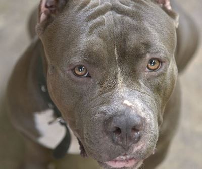 Murder parolee loses an eye in pitbull attack in Durban North