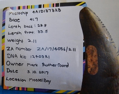 Rhino horns stolen