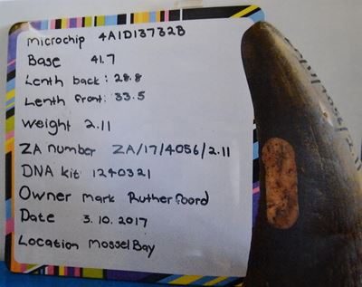 Rhino horns stolen