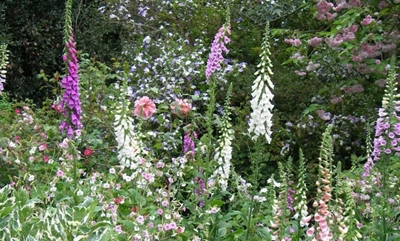 Create a romantic cottage garden