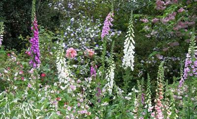 Create a romantic cottage garden