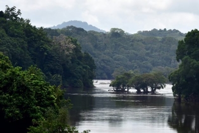 Priceless Planet Coalition gets new global partners to plant 100 million trees