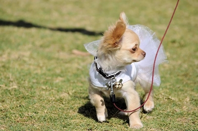 Strut your pup on Saturday at Karoo-lus