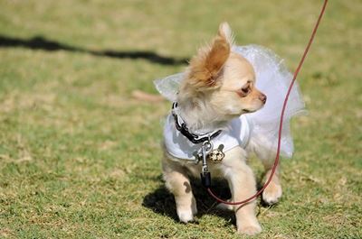 Strut your pup on Saturday at Karoo-lus