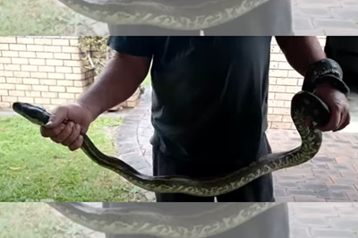 3-metre ‘naughty snake’ drags 5-year-old boy into pool