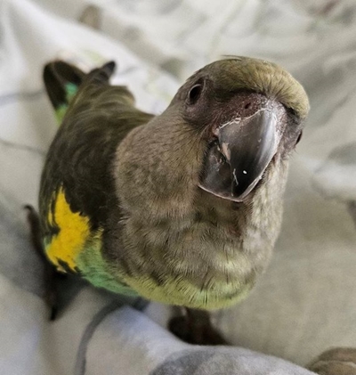 Reward offered for missing parrot 