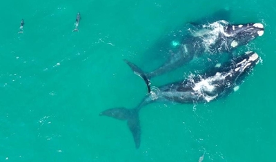 Having a whale of a time