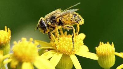 No bees in residential areas
