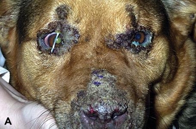 Aggressive distemper strain kills 80 dogs