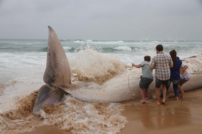 Whale carcass washes out on beach