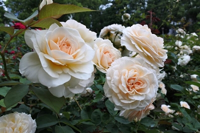 Pruning roses: The hardest cut is the kindest