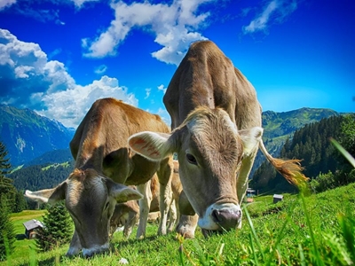 The reality of twins in beef cattle