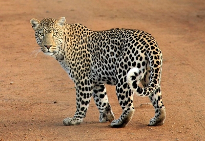 Spot a leopard and win