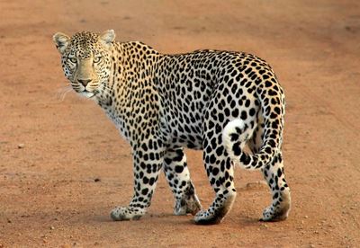 Spot a leopard and win