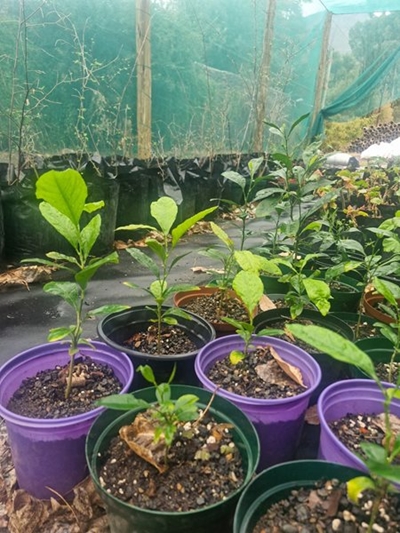 Union High invests in a greener future