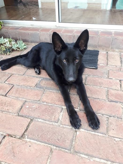 Plett K9 attacked during training