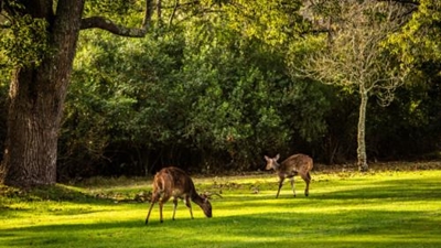 Bushbuck killed by stray dogs