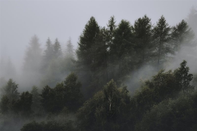 Survey shows SA consumers are still confused about the impact of paper on forests