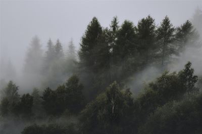 Survey shows SA consumers are still confused about the impact of paper on forests