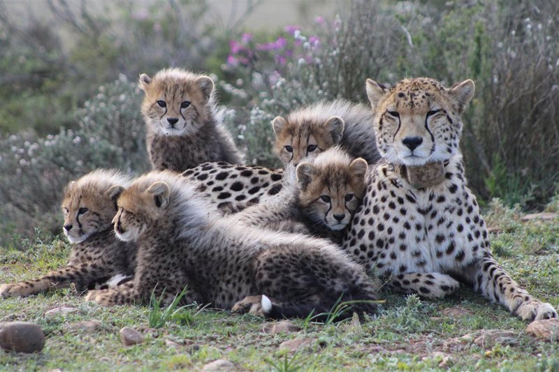 8th litter of cubs born at GRGR | Suid-Kaap Forum