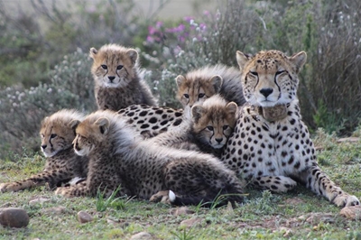 8th litter of cubs born at GRGR