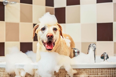 Ways to prevent your home from smelling of your pets