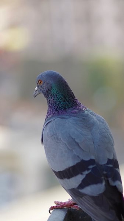Faunty en Chappie klok wenduiwe vanaf Strydenburg